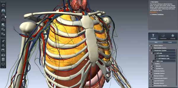 chrome human anatomy extensions-2