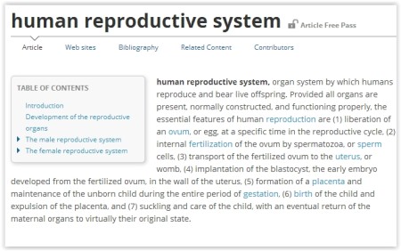 human reproductive system