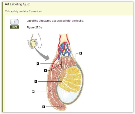 Human Anatomy And Physiology