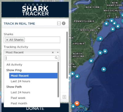 Global Shark Tracker