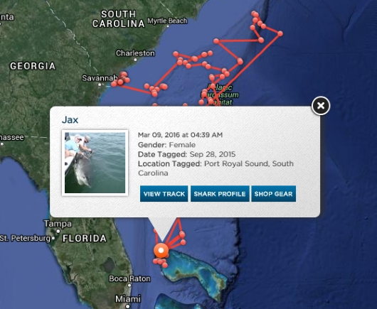 Global Shark Tracker