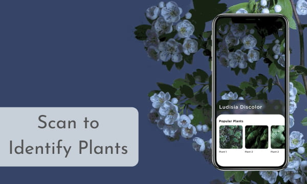 Identify Plants by Scanning using this Fee App